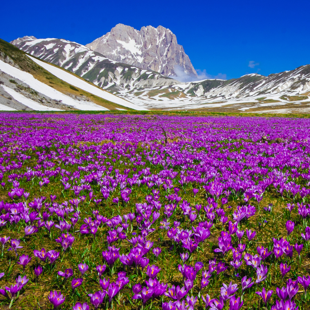 campo-imperatore-crochi